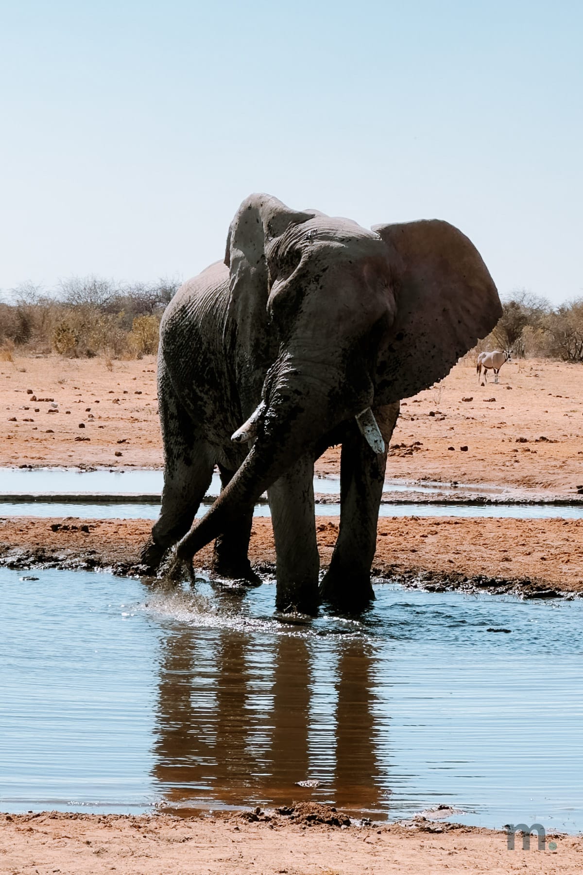 African elephant standing in a waterhole in Etosha National Park in the dry season