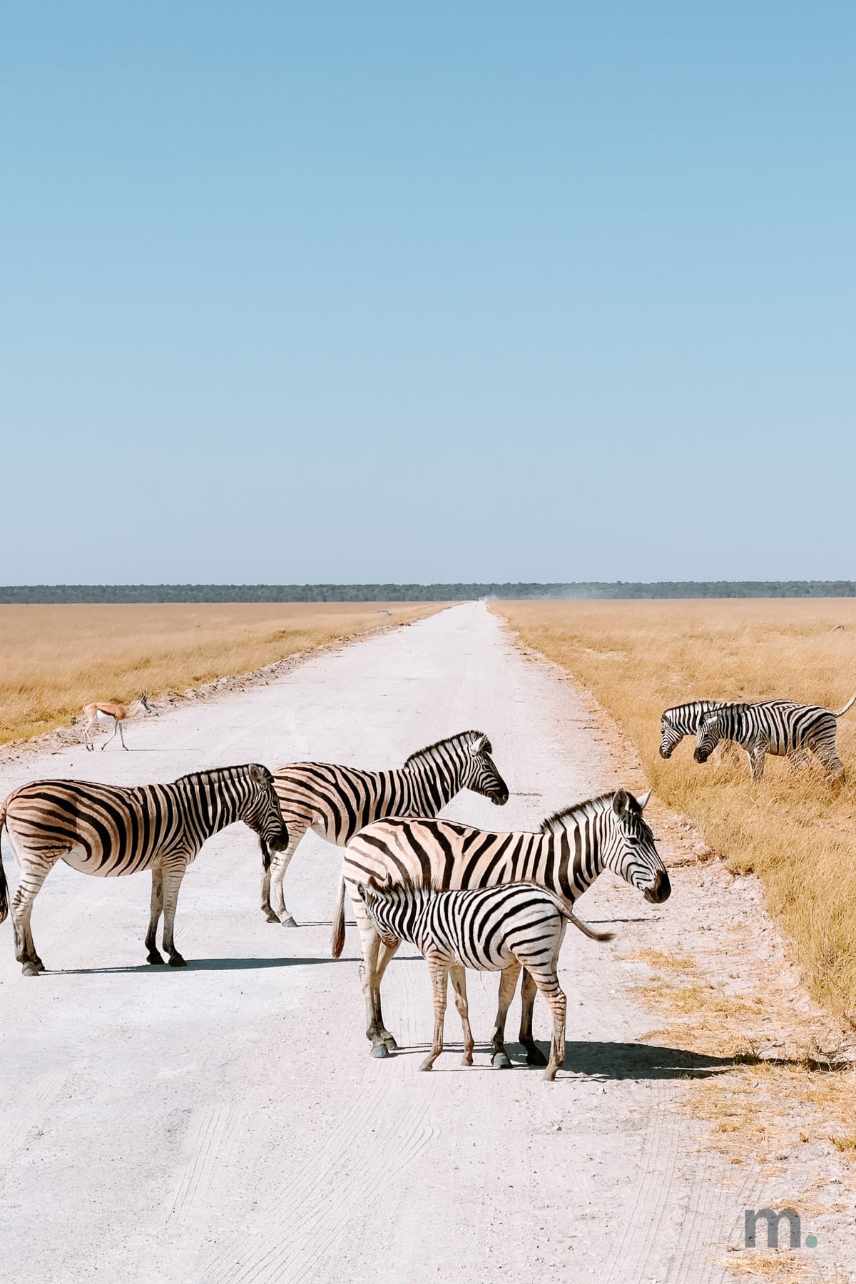 Zebras crossing the gravel road in Etosha