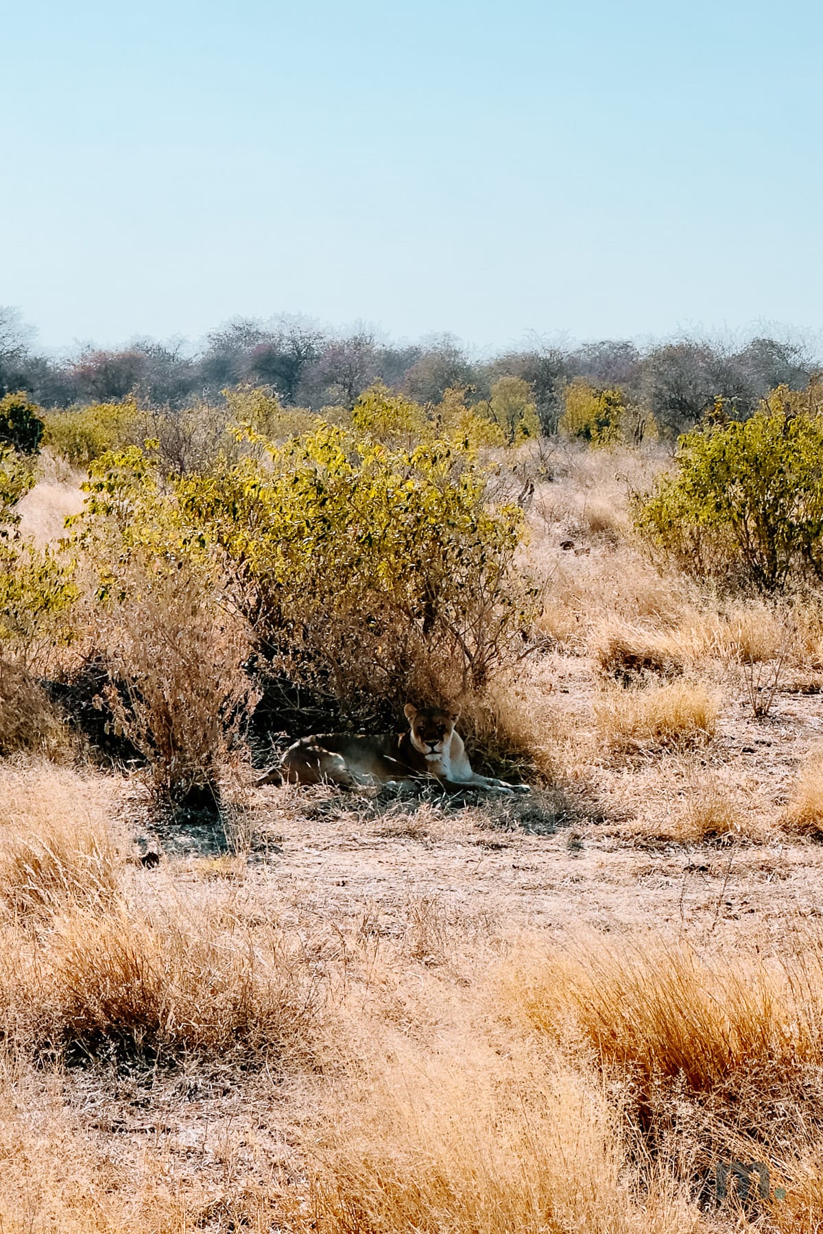 A lioness in the shade of a bush in Etosha Park